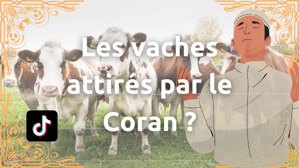 vache-attiré-par-le-coran-baqara